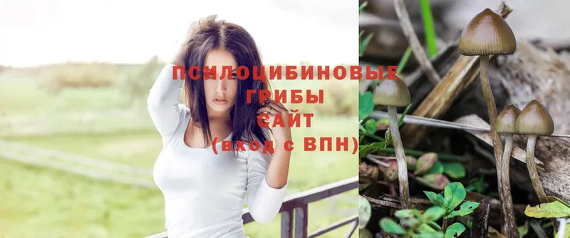 где продают   Верхоянск  Галлюциногенные грибы Psilocybe 